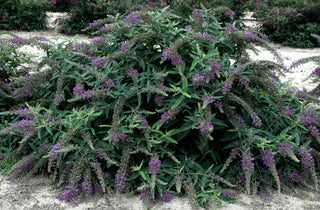 Proven Winners® Color Choice® Lo & Behold® Purple Haze Butterfly Bush (Buddleia x 'Purple Haze') - QT