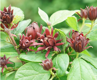 Simply Scentsational® Sweetshrub (Calycanthus simply 'Scentsational') - QT