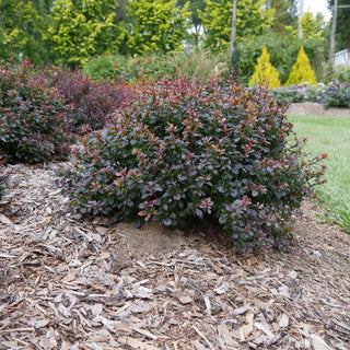 Sunjoy Todo® Barberry (Berberis thunbergii 'Sunjoy Todo') - QT