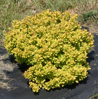 Sunjoy® Mini Saffron Barberry (Berberis thunbergii 'Sunjoy Mini Saffron') - QT