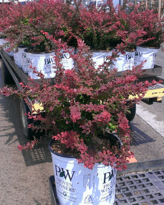Sunjoy® Tangelo™ Barberry (Berberis thunbergii 'Sunjoy Tangelo') - QT