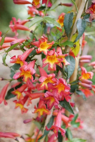 Dressed To Thrill® Crossvine (BIGNONIA DRESSED TO THRILL) - QT