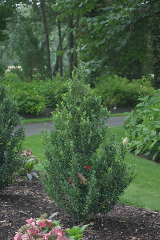 Sky Box™ Japanese Holly (Ilex crenata 'Sky Box') - QT