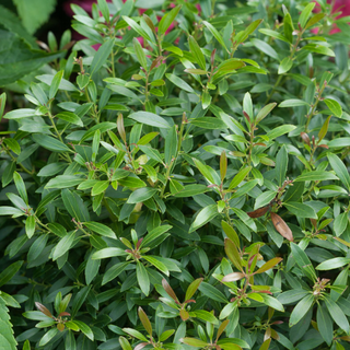 Gem Box® Inkberry Holly (Ilex glabra 'Gem Box') - QT