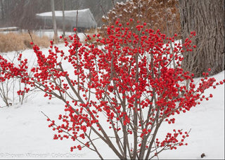 Proven Winners® Color Choice® Berry Poppins® Winterberry Holly (Ilex verticillata '‘Farrowbpop’') - QT
