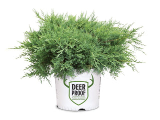 Montana Moss® Juniper (Juniper chinensis Montana Moss) - QT