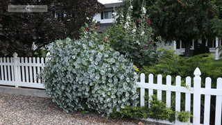 Kintzley's Ghost® Honeysuckle (Lonicera reticulata Kintzley's Ghost) - QT