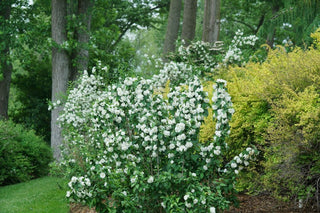 Illuminati Spice® Mock Orange (Philadelphus coronarius 'Illuminati Spice') - QT