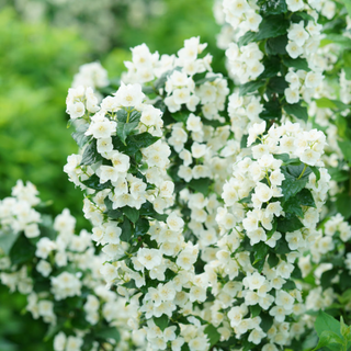 Illuminati Tower® Mockorange (Philadelphus illuminati 'Tower') - QT