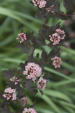 Summer Wine® Ninebark (Physocarpus opulifolius 'Seward') - QT