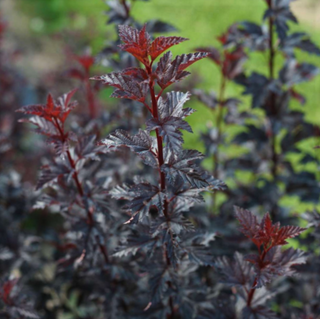 Summer Wine® Black Ninebark (Physocarpus O 'Smr Wine Black') - QT