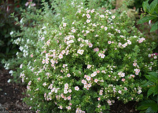 Proven Winners® Color Choice® Happy Face® Pink Paradise Cinquefoil (Potentilla fruticosa '‘Kupinpa’') - QT