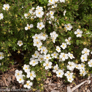 Happy Face® White Cinquefoil (Potentilla 'Happy Face White') - QT