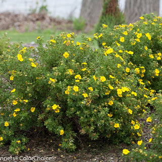 Happy Face® Yellow Cinquefoil (Potentilla 'Happy Face Yellow') - QT
