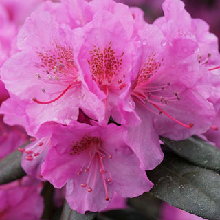 Rhododendron Black Hat® (Rhododendron x 'Black Hat') - QT