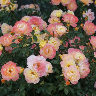Rose Oso Easy® Italian Ice®  (Rosa 'Oso Easy Italian Ice') - QT