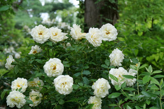 Reminiscent™ Crema Rose (Rosa reminiscent 'Crema') - QT