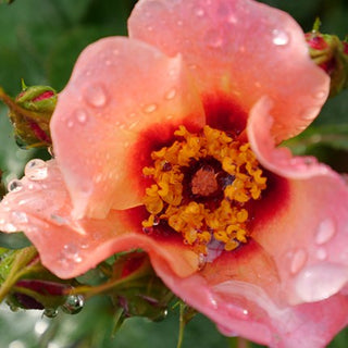 Ringo All-Star™ Rose (Rosa ringo 'All Star') - QT