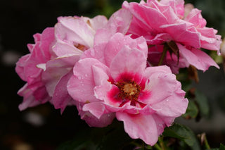 Ringo® Double Pink Rose (Rosa x Ringo® Double Pink (’ChewDelight’)) - QT