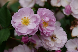 Rise Up Lilac Days™ Rose (Rosa rise 'Up Lilac Days') - QT