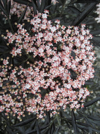 Black Lace® Elderberry (Sambucus nigra 'Eva') - QT