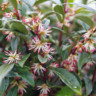 Sweet & Lo™ Fragrant Sweet Box (Sarcococca 'Sweet & Lo') - QT