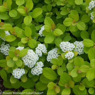 Glow Girl® Birchleaf Spirea (Spiraea BET 'Glow Girl') - QT