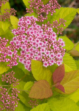 Double Play Big Bang® Spirea (Spiraea japonica 'Tracy') - QT