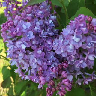 Scentara® Double Blue Lilac (Syringa x 'Scentara Double Blue') - QT