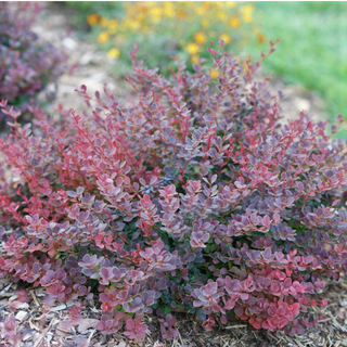Sunjoy Mini Maroon® Barberry (Berberis thunbergii 'Sunjoy Mini Maroon') - QT