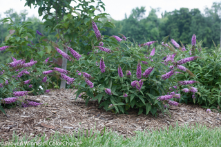 Proven Winners® Color Choice® Lo & Behold® Pink Micro Chip Butterfly Bush (Buddleia '‘Pink Micro Chip’') - QT