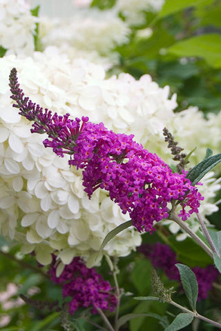 Proven Winners® Color Choice® Miss Ruby Butterfly Bush (Buddleia x 'Miss Ruby') - QT