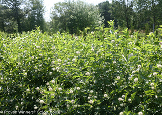 Sugar Shack® Buttonbush (Cephalanthus occidentalis ‘Sugar Shack’) - QT