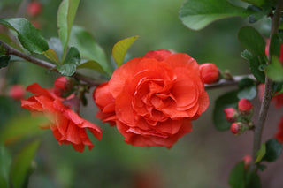 Proven Winners® Color Choice® Double Take Orange™ Quince (Chaenomeles speciosa 'Orange Storm') - QT