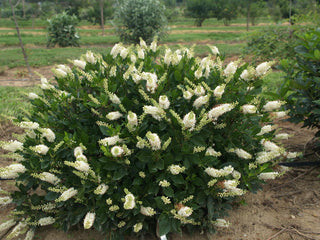 Proven Winners® Color Choice® Sugartina® Crystalina Summersweet (Clethra alnifolia ‘Crystalina’) - QT