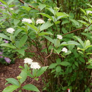Red-Osier Dogwood (Cornus stolonifera 'Arctic Fire Red') - QT