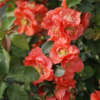Double Take® Peach Quince (Chaenomeles S 'D+Bd896+C897') - QT