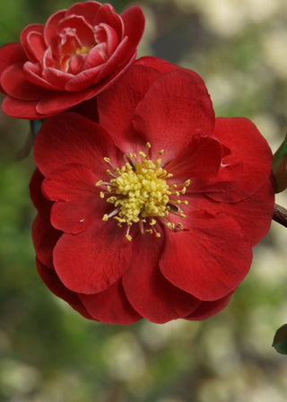 Proven Winners® Color Choice® Double Take Scarlet™ Quince (Chaenomeles speciosa '‘Scarlet Storm’') - QT
