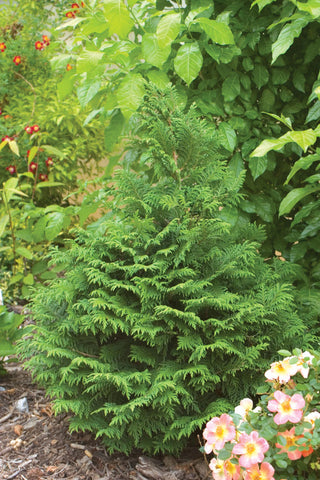 Proven Winners® Color Choice® Soft Serve® False Cypress (Chamaecyparis pisifera ‘Dow Whiting’) - QT