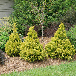 Proven Winners® Color Choice® Soft Serve® Gold False Cypress (Chamaecyparis pisifera 'FARROWCGMS') - QT