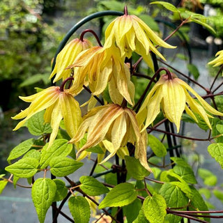 Funyella® Clematis (Clematis 'Golden Dream') - QT