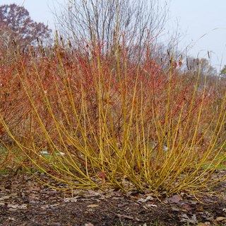 Red-Osier Dogwood (Cornus stolonifera 'Arctic Fire Yellow') - QT