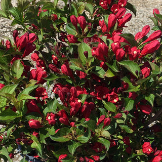 Proven Winners® Color Choice® Sonic Bloom® Red Reblooming Weigela (Weigela florida ‘Verweig 6’) - QT