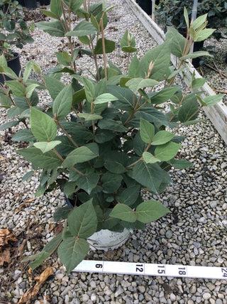Spice Girl® Korean Spice Viburnum (Viburnum carlesii 'Spice Girl') - QT