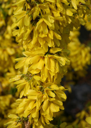 Proven Winners® Color Choice® Show Off Starlet® Forsythia (Forsythia x ‘Minfor6’) - QT