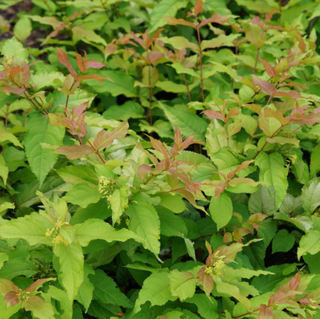 Kodiak Fresh® Honeysuckle (Diervilla sessilifolia 'Kodiak Fresh') - QT