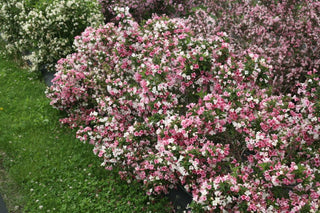 Proven Winners® Color Choice® Czechmark Trilogy® Weigela (Weigela FLORIDA 'VUKOZGemini') - QT