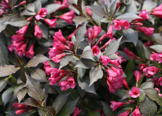 Spilled Wine® Weigela (Weigela spilled 'Bokraspiwi') - QT