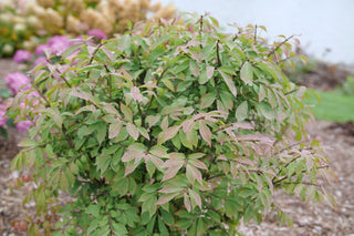 Fire Ball Seedless® Burning Bush (Euonymus alatus Fire Ball Seedless®) - QT