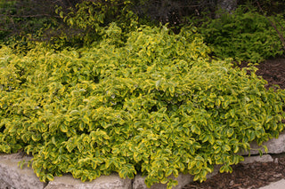 Gold Splash® Wintercreeper (Euonymus fortunei 'Roemertwo') - QT